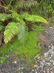 Schoenus maschalinus