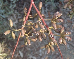 Eucalyptus grandis