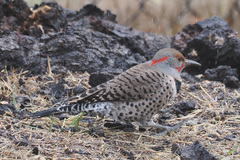 Colaptes auratus luteus × cafer