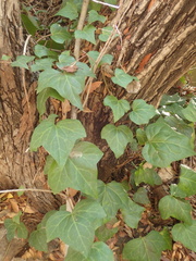 Hedera canariensis