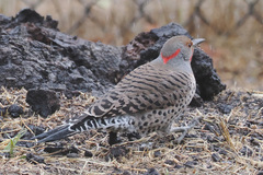 Colaptes auratus luteus × cafer