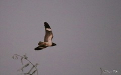 Chordeiles nacunda