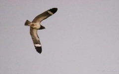 Chordeiles nacunda