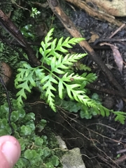 Pteris tremula