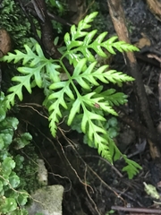 Pteris tremula