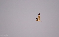 Chordeiles nacunda