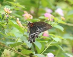 Papilio polymnestor
