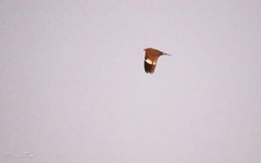 Chordeiles nacunda