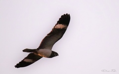 Chordeiles nacunda