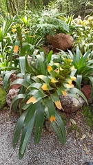 Guzmania gloriosa