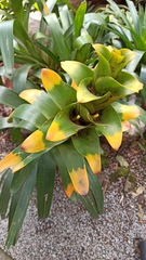 Guzmania gloriosa