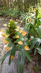 Guzmania gloriosa
