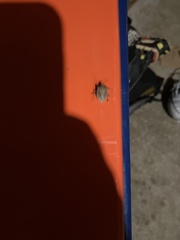 Halyomorpha halys