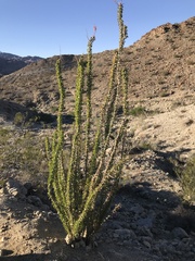 Fouquieria splendens splendens