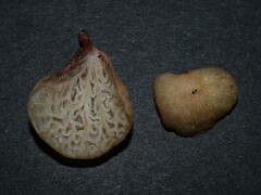Gloiocephala