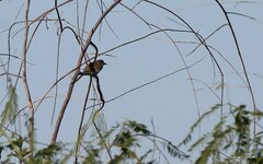 Synallaxis albescens