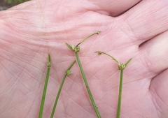 Isolepis
