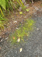 Isolepis