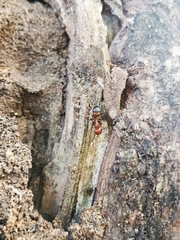 Camponotus nicobarensis