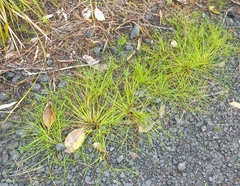 Isolepis