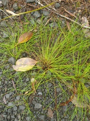 Isolepis