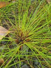 Isolepis