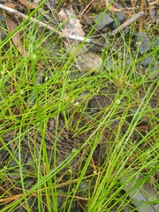Isolepis
