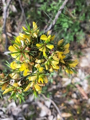 Pultenaea acerosa