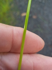 Isolepis