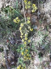 Pultenaea acerosa