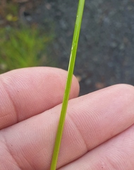 Isolepis
