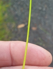 Isolepis