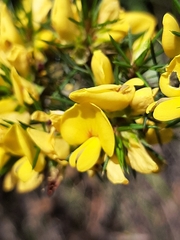 Pultenaea acerosa