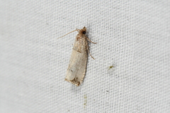 Notocelia culminana