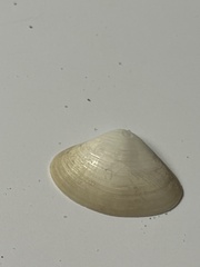 Mactrinae