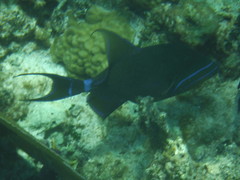 Balistes vetula