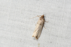 Notocelia culminana