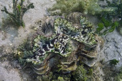 Tridacna squamosa