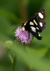 Alypia octomaculata