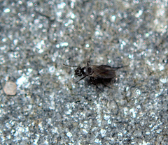 Sphaeroceridae