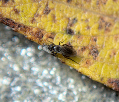 Sphaeroceridae