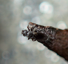 Sphaeroceridae