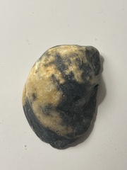 Crassostrea virginica