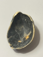 Crassostrea virginica