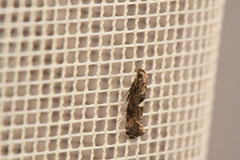 Acrolepiopsis assectella