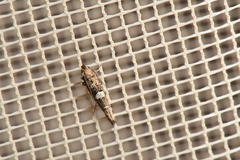 Acrolepiopsis assectella