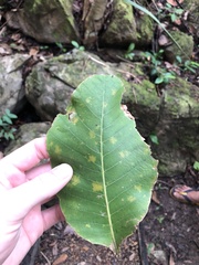 Curatella americana