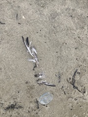 Chroicocephalus novaehollandiae