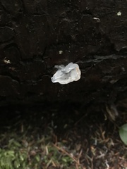 Tremella fuciformis