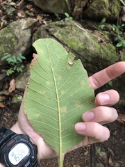Curatella americana